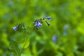 Virginia Bluebells, blooming in the spring Royalty Free Stock Photo