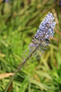 Merwilla Plumbea - Blouberglelie in Kirstenbosch Park Royalty Free Stock Photo