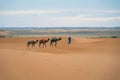 Merzouga, Morocco - APRIL 29 2019: Moroccan walking with three camels in the Sahara Desert at sunset