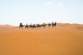 Merzouga, Morocco - APRIL 29 2019: View of tourists on a camel ride tour in Sahara Desert