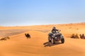A rider on a quad ATV in the Sahara Desert. Royalty Free Stock Photo