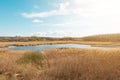 Merzse marsh swampland nature reserve protected wetland located in Budapest, pond surrounded with golden reeds and sedge