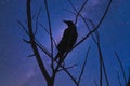 Night Watch Raven