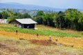 Farmers Harvest Tobacco in the Mesa de los Santos, Colombia