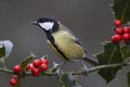 MESANGE CHARBONNIERE parus major Royalty Free Stock Photo