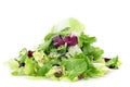 Mesclun Royalty Free Stock Photo