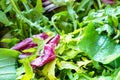 Mesclun salad from arugula, radicchio greens