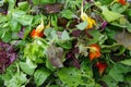 Mesclun salad greens closeup