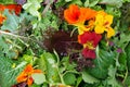 Mesclun salad greens with edible flowers