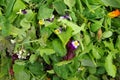 Mesclun salad greens with edible flowers