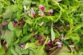 Mesclun salad mixed field greens