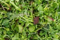 Mesclun salad mixed field greens