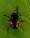 Mesembrina meridiana fly