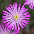 Mesembryanthemum Royalty Free Stock Photo