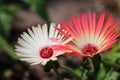 Livingstone daisy, Mesembryanthemum two color flowers Royalty Free Stock Photo