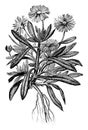 Mesembryanthemum Criniflorum vintage illustration