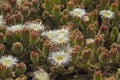 Mesembryanthemum crystallinum Royalty Free Stock Photo