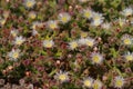 Mesembryanthemum crystallinum common iceplant Royalty Free Stock Photo