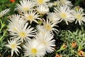 Mesembryanthemum Crystallinum white sun in the garden