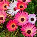 Mesembryanthemum daisy flowers Royalty Free Stock Photo