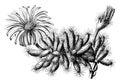 Mesembryanthemum Densum vintage illustration