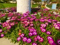 Mesembryanthemum or Ice flower