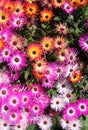 Mesembryanthemum (ice plant) flowers Royalty Free Stock Photo