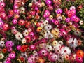 Mesembryanthemum with a lot of flowers Royalty Free Stock Photo
