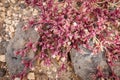 Mesembryanthemum nodiflorum grows in many places on the volcanic island of Fuerteventura