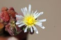 Mesembryanthemum nodiflorum, slenderleaf iceplant