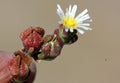 Mesembryanthemum nodiflorum, slenderleaf iceplant