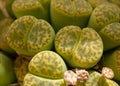 Mesembs (Lithops bromfieldii v. insularis \'Sulphurea\') South African plant from Namibia Royalty Free Stock Photo