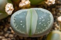Mesembs (Lithops olivacea) South African plant from Namibia Royalty Free Stock Photo