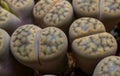 Mesembs (Lithops schwantesii) South African plant from Namibia Royalty Free Stock Photo