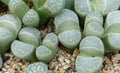 Mesembs (Lithops sp.), African plant from Namibia in the botanical collection of supersucculent plants Royalty Free Stock Photo