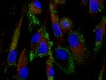 Mesenchymal stem cells labeled with fluorescent mo