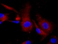 Mesenchymal stem cells labeled with fluorescent mo