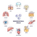 Mesenchymal stem cells multiple differentiation potential outline diagram Royalty Free Stock Photo