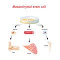 Mesenchymal stem cells are multipotent stromal cells Royalty Free Stock Photo