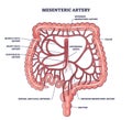 Mesenteric artery anatomy and abdominal aorta location outline diagram