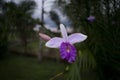 Colombian National Flower Orquidea