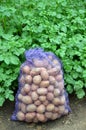 A mesh bag with harvested potato tubers stands amid growing potato bushes.