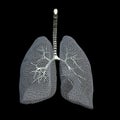 Mesh Lungs Royalty Free Stock Photo