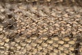 Mesh rabitz , texture of weaving mesh network link. Close up of a fence. barrier on way. metal grid close-up. rusty mesh Royalty Free Stock Photo