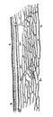 Mesh of a striated muscle. Illustration of the 19th century.