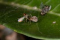 Meshweaver preying a Long-legged Fly