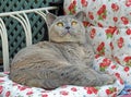 Mesmerised pedigree british shorthair cat on chaise Royalty Free Stock Photo