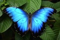 Mesmerising butterfly photography created with generative AI technology