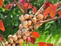 Mesmerising picture of snails, awesome nature