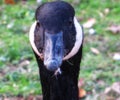 Mesmerized Canada Goose Royalty Free Stock Photo